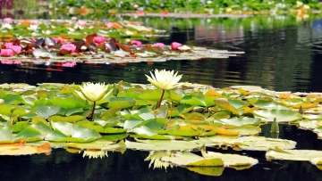 pexels-pixabay-158623