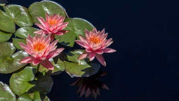 pexels-pixabay-235593