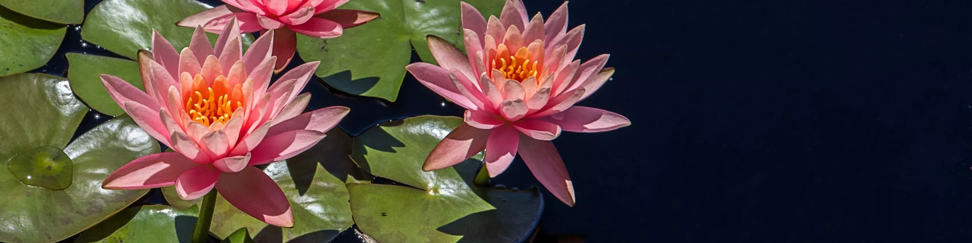 Galeria oczka wodne - grzybienie