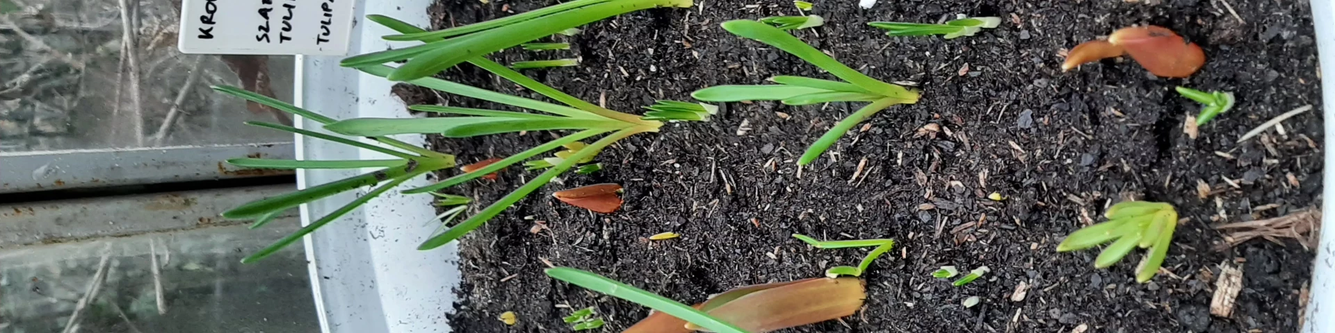 Mega cebulowisko w lutym