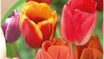 i-tulipan-triumph-mix-50szt-cebulki-kwiatow-geolia