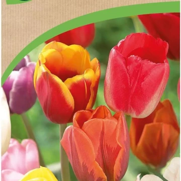 i-tulipan-triumph-mix-50szt-cebulki-kwiatow-geolia