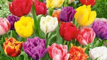 tulipan-double-mixed-5-ceb-gratis