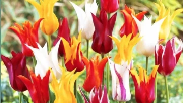 tulipan-lilioksztaltny-mix-kolorow-5-ceb-gratis