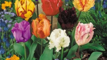 tulipan-parrot-mix-kolorow-5-ceb-gratis-nazwa-lacinska-tulipa