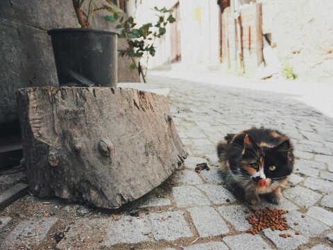 fot. Pexels - Yana Kangal Czym karmić kota?