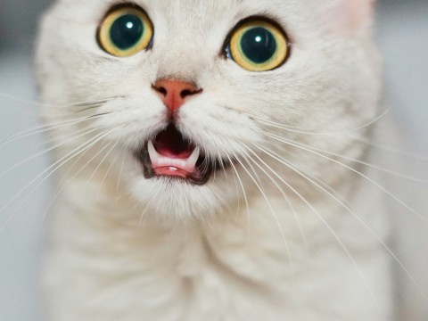 fot. Unsplash - hang niu Wpływ kotów na ludzi