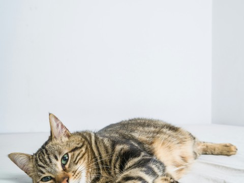 fot. Unsplash - krakenimages Samopoczucie kotów